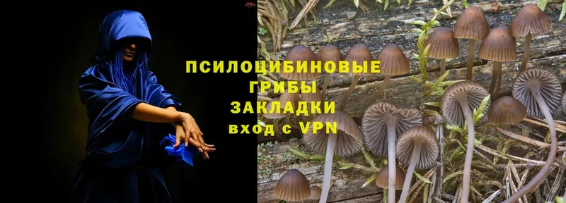 blacksprut ССЫЛКА  Новозыбков  Псилоцибиновые грибы Magic Shrooms 